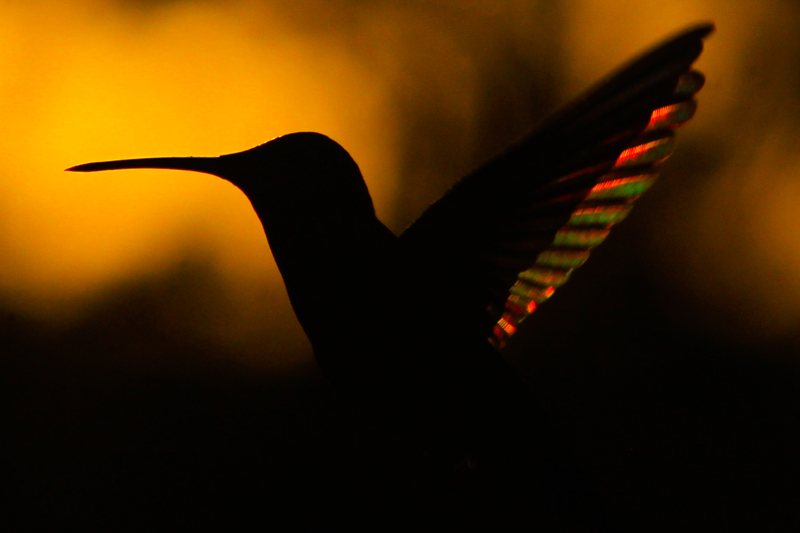 A hummingbird silhouetted against a golden sunset.