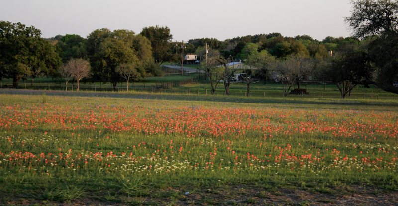 A Texas pasture full of Indian paintbrush.