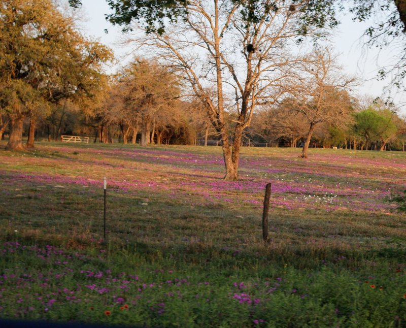 Pink wildflower field under oak trees at sunset
