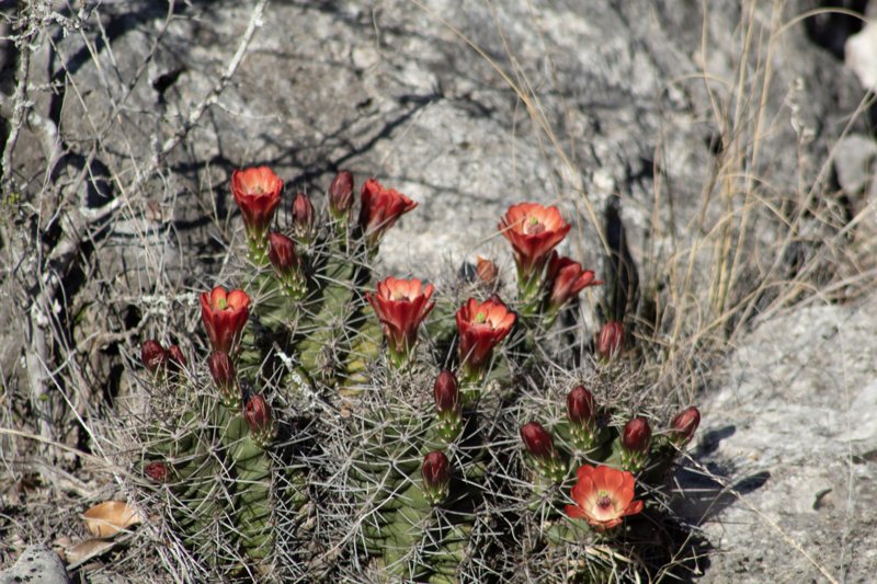 Red claret-cup cactus blooms against gray rock