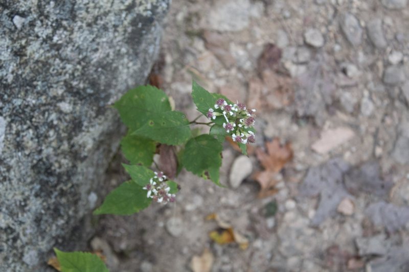 Small white bloom and green leaves against granite