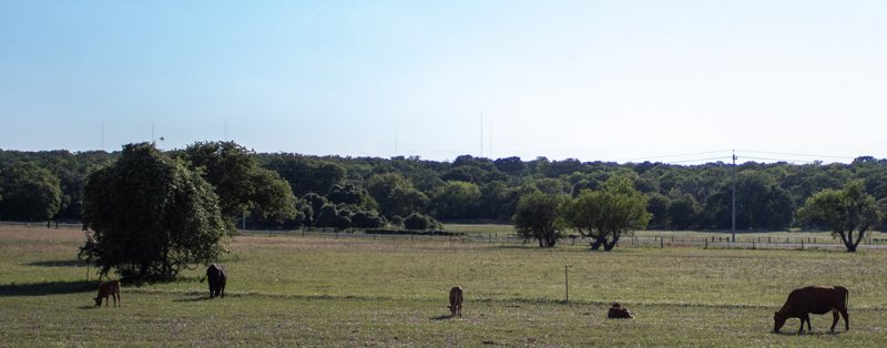 Cattle grazing on open Texas pasture.