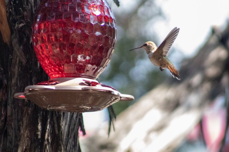 Hummingbird approaching a red feeder