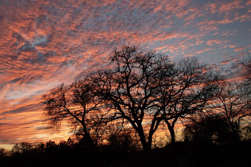 An oak silhouetted against a blazing sunset.