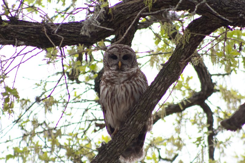 Barred owl facing the camera from an oak fork with spring leaves