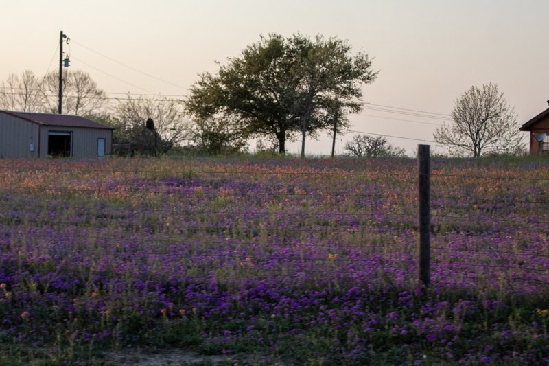 A pasture of purple wildflowers along a fence line.