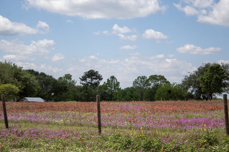 Pink and purple wildflowers along a fence line