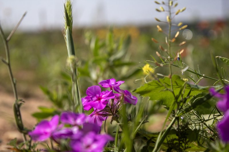 Bright magenta verbena close-up