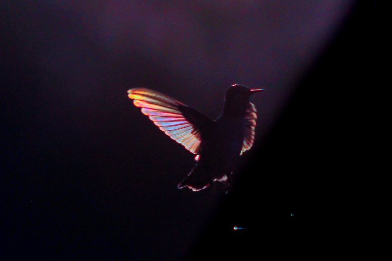 A hummingbird lit up with rainbow light in its wings.