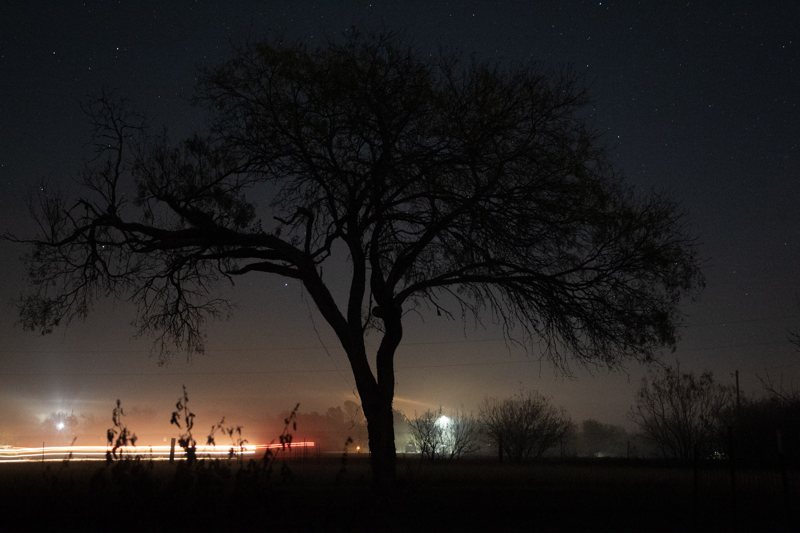 Silhouetted tree beneath a starry night sky