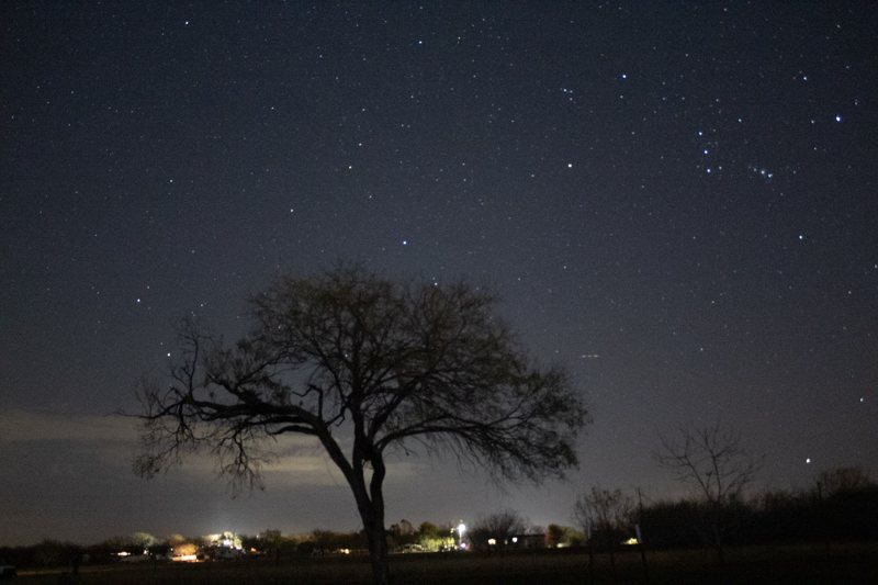 Lone tree silhouetted against a starry sky