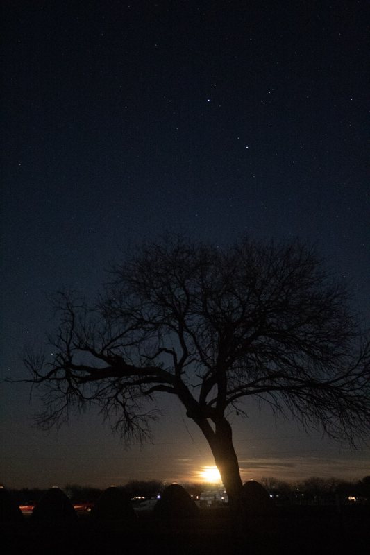 Tree silhouette with stars and a glowing horizon