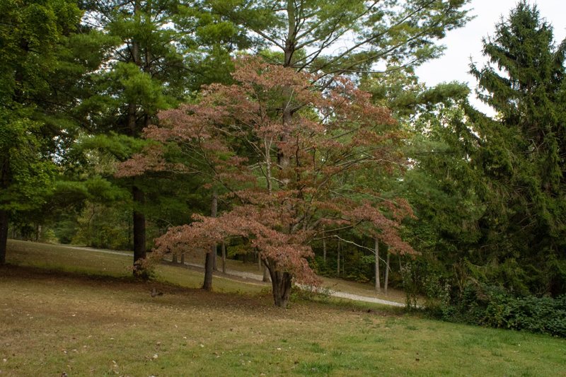 Red-orange maple among evergreens