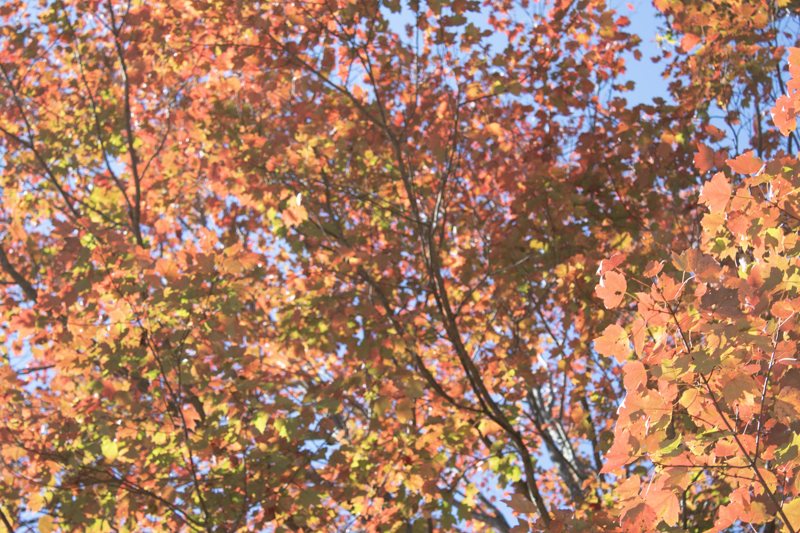Looking up into an orange and red fall maple canopy