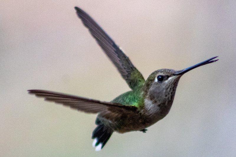 A hummingbird in flight.