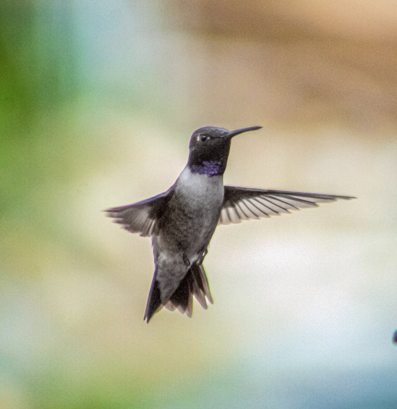 Black-chinned hummingbird hovering, purple throat in sharp detail