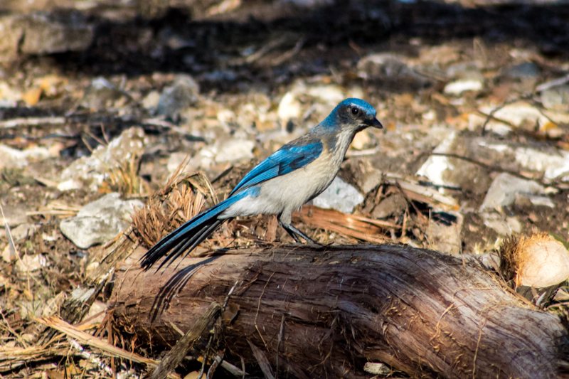 Blue scrub-jay standing on a weathered log