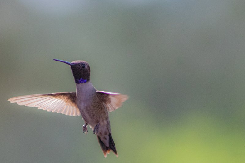 Hummingbird hovering against soft green