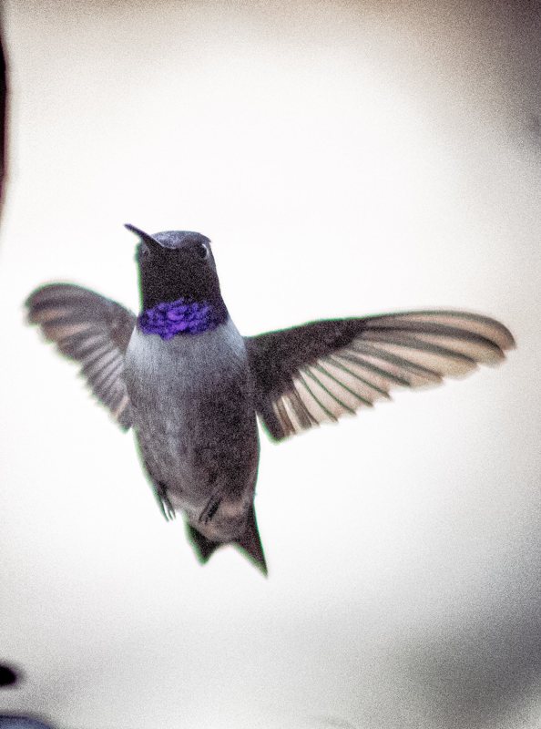 Black-chinned hummingbird, wings spread, on white