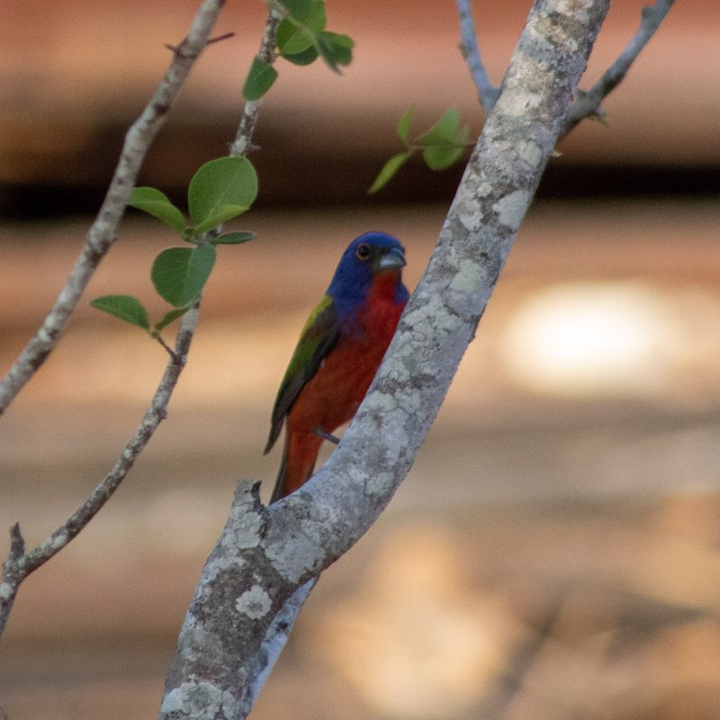 Painted bunting perched on a pale branch