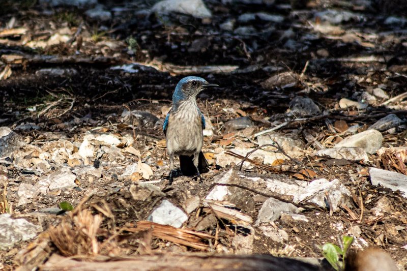 Scrub-jay on rocky ground
